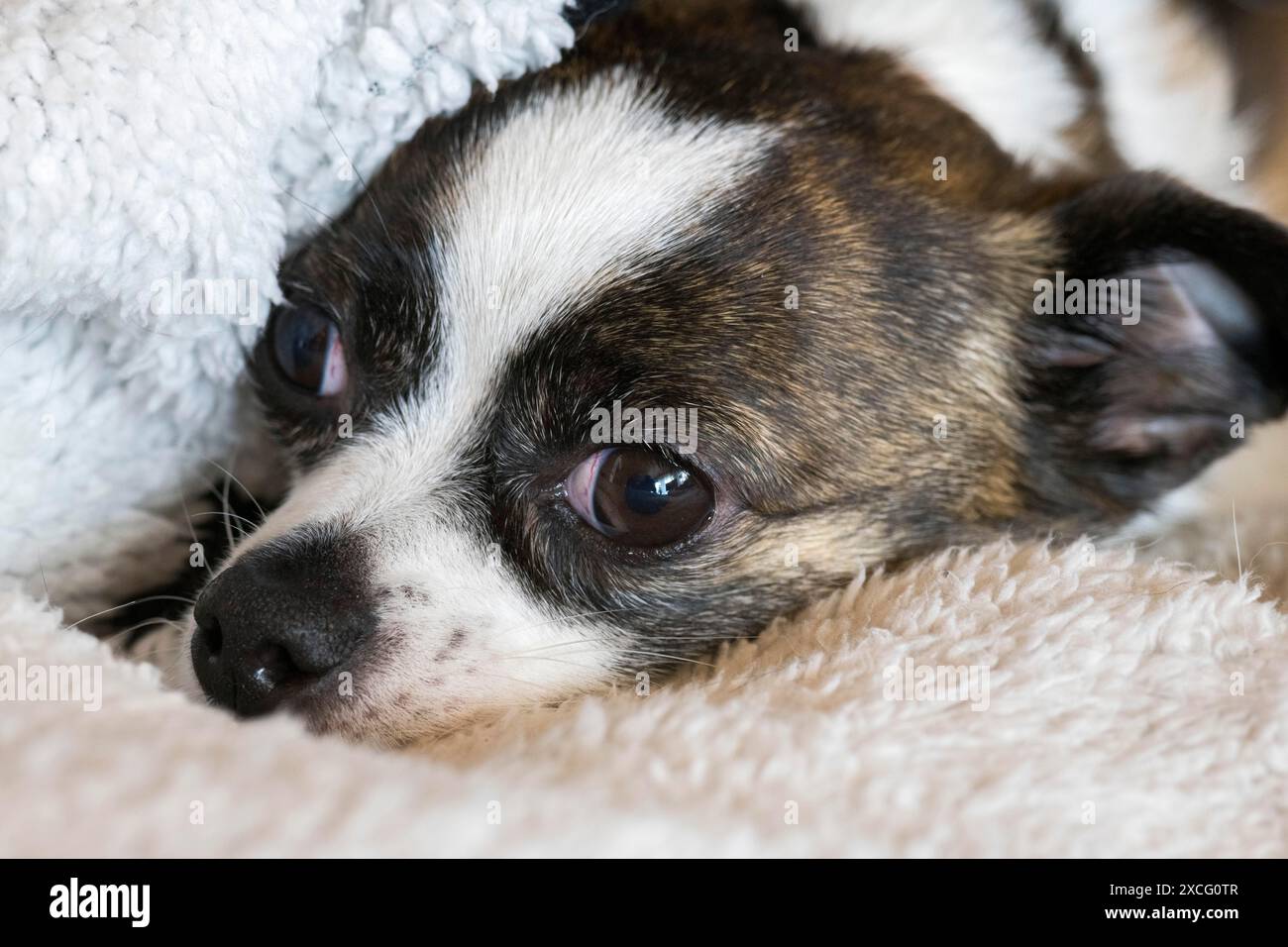 Piccolo cane Chihuahua, appoggiato su una coperta di lana, Germania Foto Stock