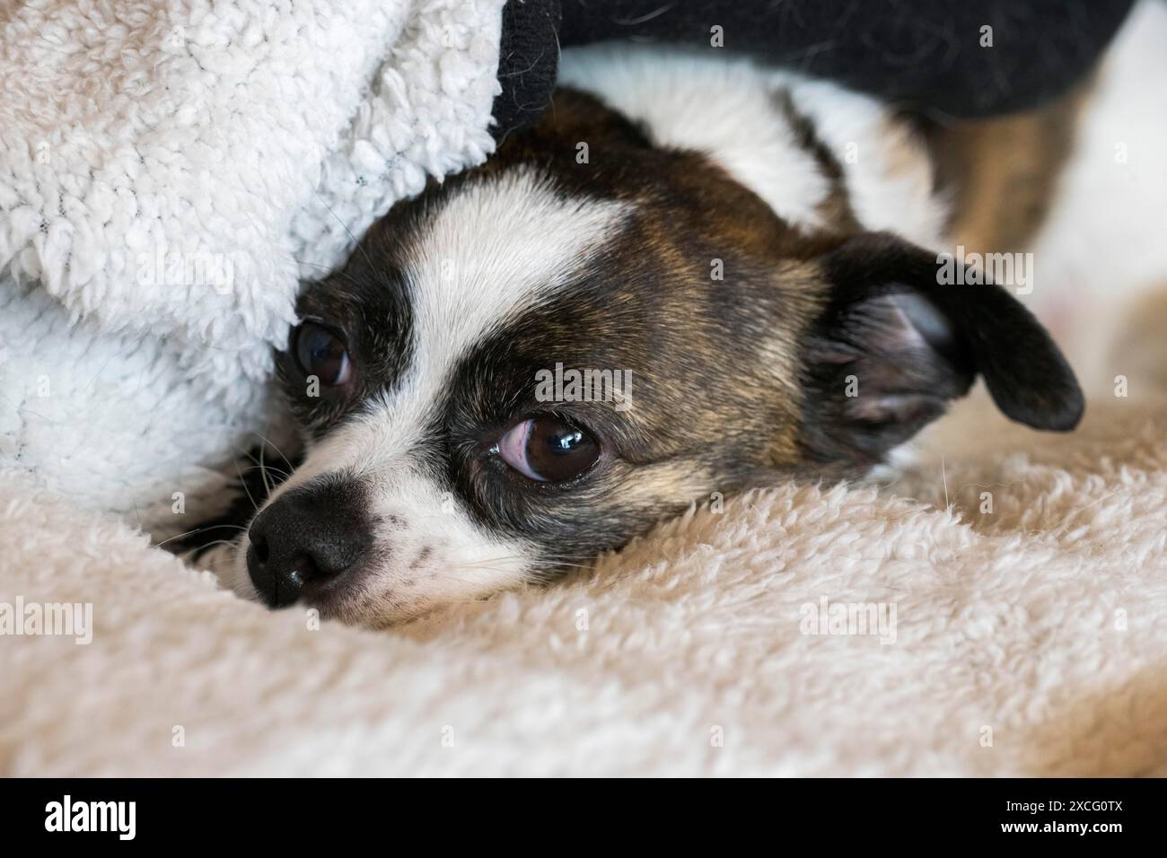 Piccolo cane Chihuahua, appoggiato su una coperta di lana, Germania Foto Stock