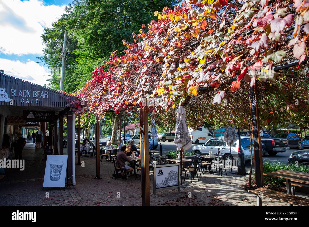 Caffetteria australiana a Bellingen, nuovo Galles del Sud, foglie di colore rosso autunnale attraverso un pergolato, nuovo Galles del Sud, Australia, autunno 2024 Foto Stock