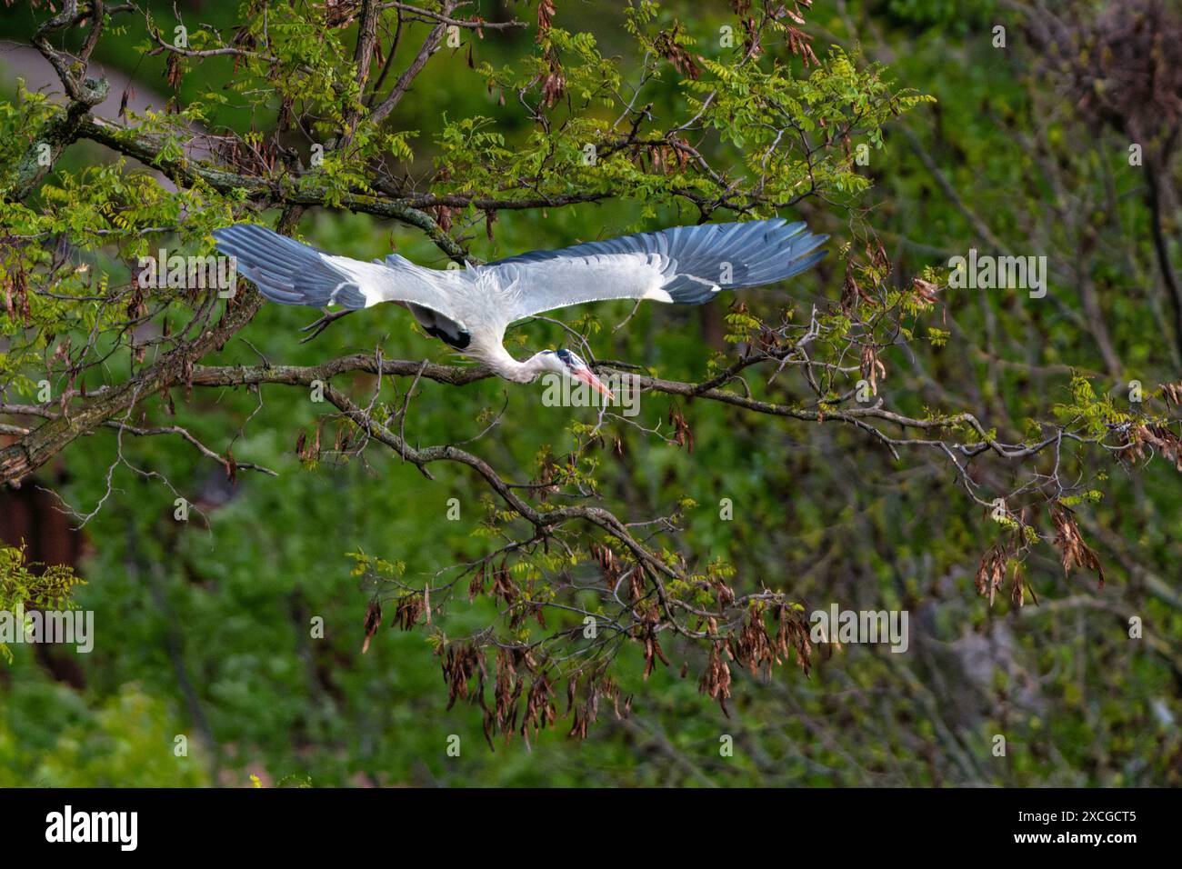 Un airone in volo sopra un paesaggio verde. Elegante uccello acquatico con ali allungate catturato in ambiente naturale. Fotografia dinamica della fauna selvatica. Foto Stock