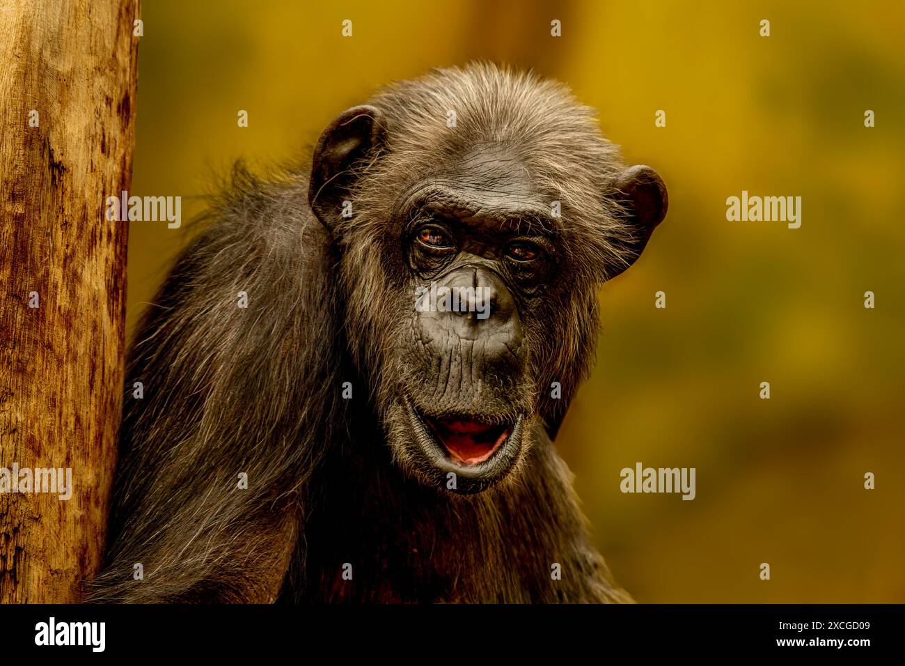 Ritratto di uno scimpanzé con sguardo espressivo e bocca aperta. Fotografie dettagliate della fauna selvatica che catturano le emozioni di questo primate intelligente. Foto Stock