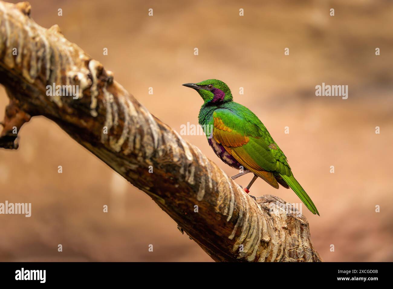 Un uccello colorato con piume verdi e viola lucenti seduti su un ramo. Un bellissimo uccello esotico nel suo habitat naturale. Foto dettagliate della fauna selvatica. Foto Stock