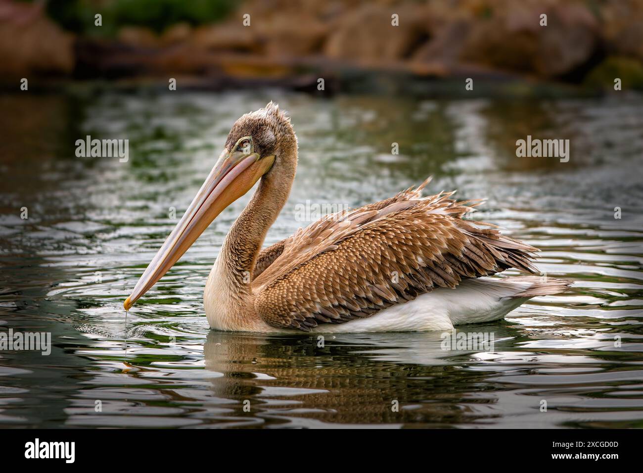 Un pellicano che galleggia su una superficie d'acqua calma. Questa immagine dettagliata cattura la bellezza di questo uccello acquatico nel suo habitat naturale. Foto Stock