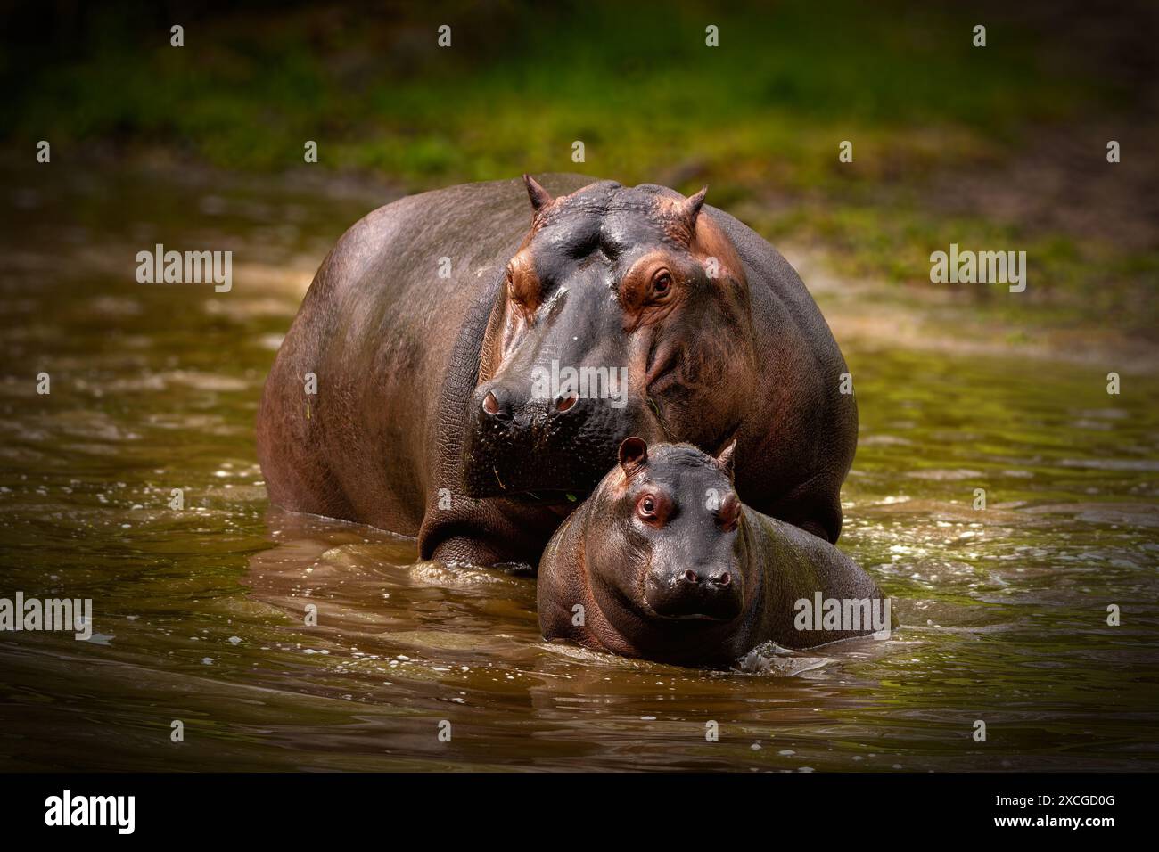 Madre ippopotamo con il suo bambino in acqua. Questa immagine splendidamente illuminata cattura il loro comportamento naturale nella natura selvaggia o allo zoo. Foto Stock