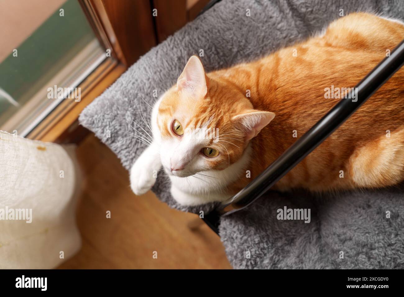 Un gatto di zenzero con un petto bianco giace su un soffice letto grigio, guardando in alto con occhi curiosi. Sembra che stia crogiolando al sole vicino a una finestra Foto Stock