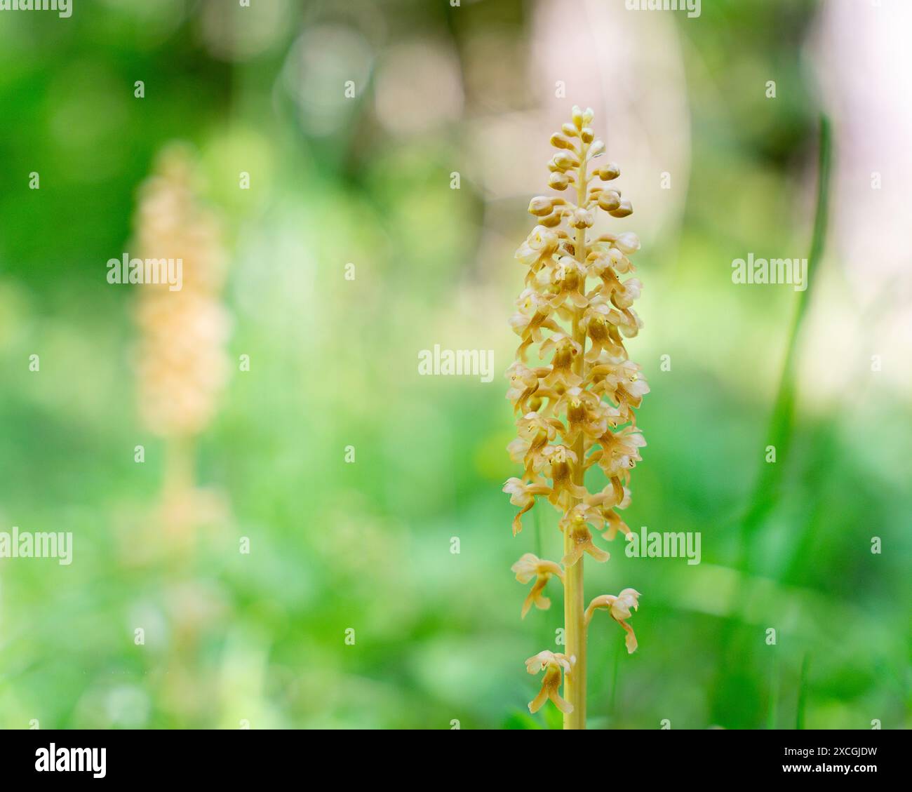 Orchidea nido d'uccello (Neottia nidus-avis). Punta di fiore nel bosco. Un impianto non fotosintetico. Foto Stock