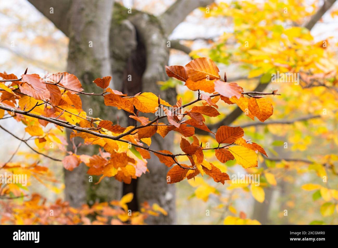 Magico autunno nella foresta dei piccoli Carpazi, tavolozza di colori autunnali, sfumature di foglie arancioni e dorate, foresta di faggi dai colori autunnali Foto Stock