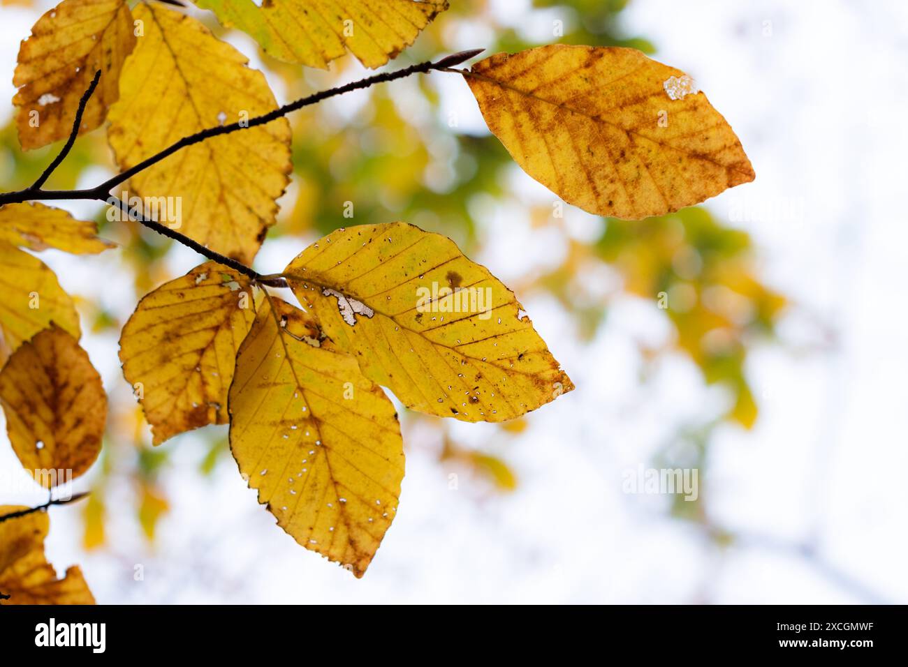 Magico autunno nella foresta dei piccoli Carpazi, tavolozza di colori autunnali, sfumature di foglie arancioni e dorate, foresta di faggi dai colori autunnali Foto Stock