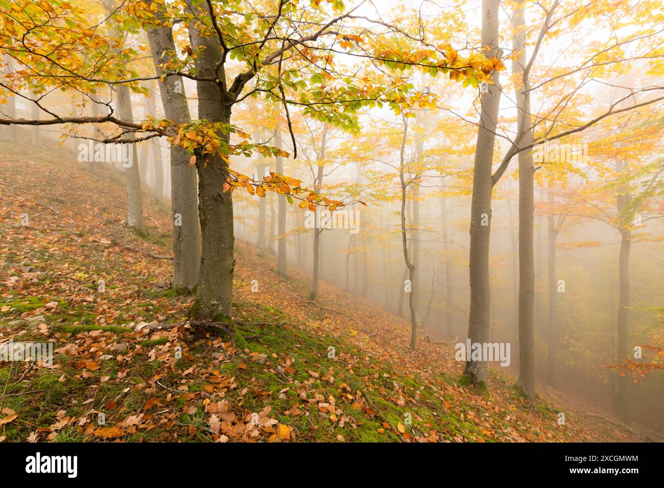 Giornata di fiocchi nella foresta autunnale dei piccoli Carpazi, tavolozza di colori autunnali, sfumature di foglie arancioni e dorate, foresta di faggi nei colori autunnali Foto Stock