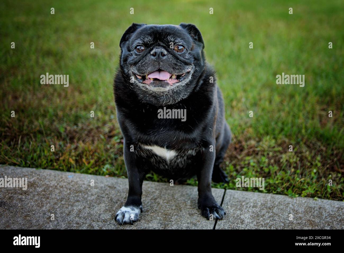 Felice cane nero Pug che piange e aspetta nell'erba verde Foto Stock