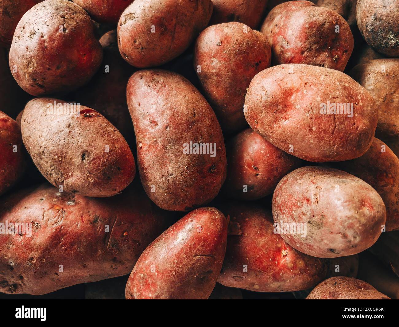 Pelo di patate rosse crude sul mercato agricolo, attenzione selettiva Foto Stock