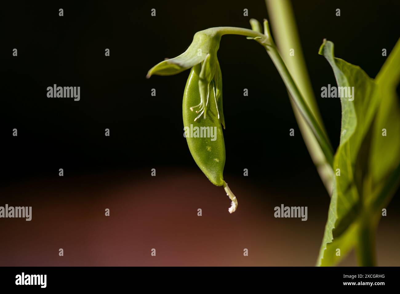 Baccello di pisello che cresce in giardino Foto Stock