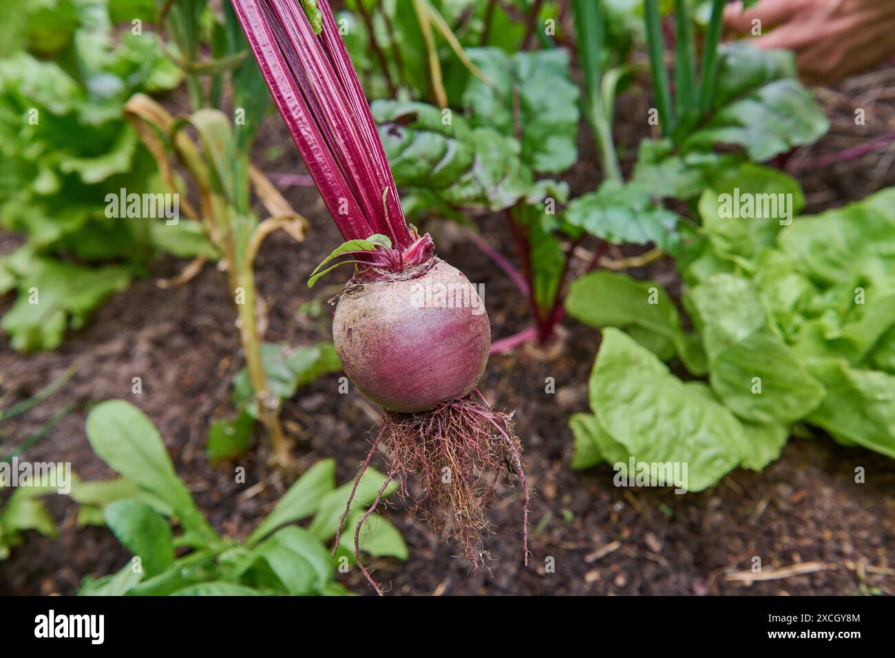 Natur Rote Beete Gemueseanbau im eigenen Garten. Rote Beete in einem Mischkulturbeet. In einem Mischkulturbeet unterstuetzen sich verschiedene Pflanzen beim Wuchs gegenseitig und schuetzen sich unter anderem vor Schaedlingen. 16.6.2024 **** la barbabietola della natura che coltiva ortaggi nel vostro orto barbabietola in un letto di coltivazione mista, piante diverse si sostengono a vicenda e si proteggono a vicenda dai parassiti, tra le altre cose 16 6 2024 Foto Stock