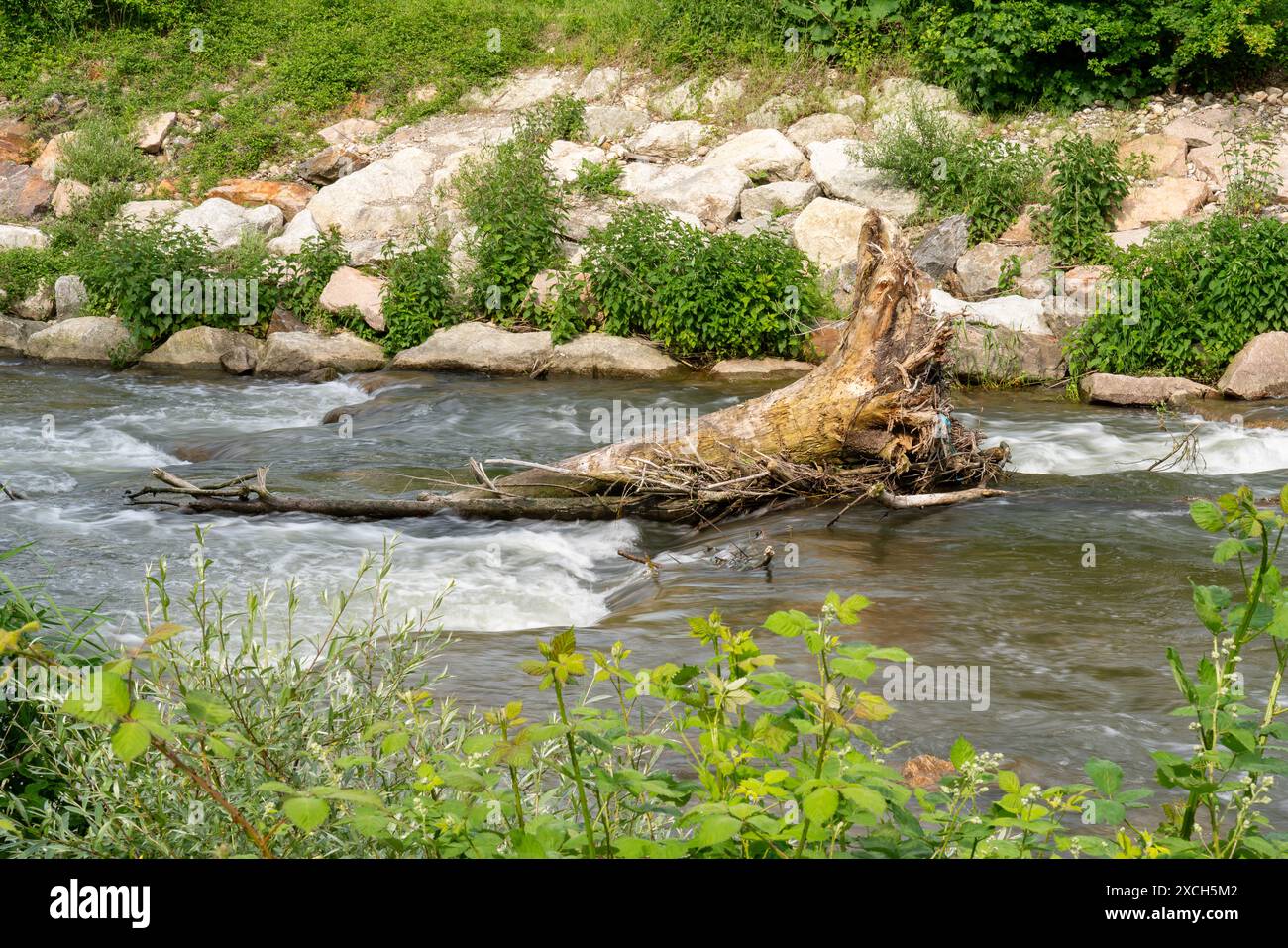 Fiume che scorre con rapide e letto di roccia, con un ceppo di albero morto in mezzo all'acqua. Piante verdi. Foto Stock Fiume che scorre con rapide e letto di roccia, con un ceppo di albero morto in mezzo all'acqua. Piante verdi. Foto Stock