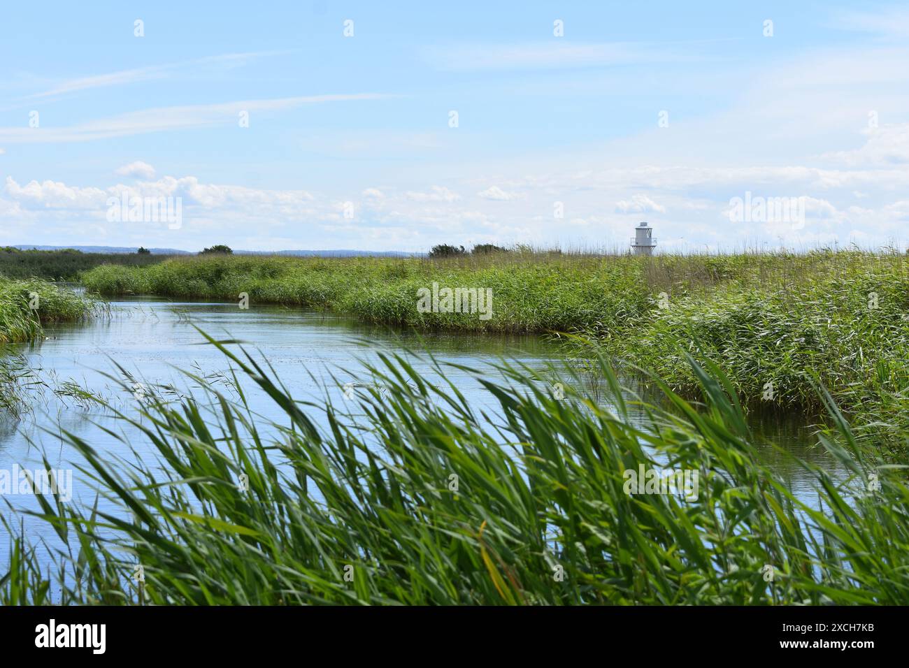 Riserva naturale delle paludi di Newport, Newport, Gwent, Galles Foto Stock