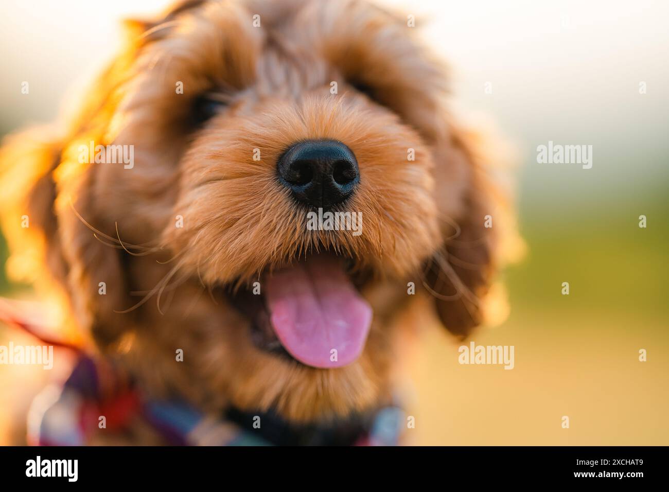 Buon cucciolo maschile al tramonto in attesa di una delizia Foto Stock