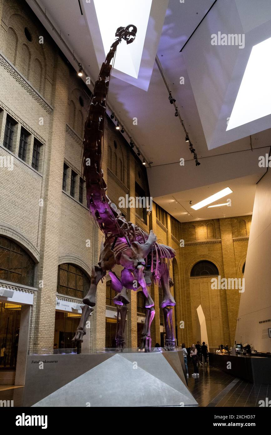 Scheletro fossile di Diplodocus, un dinosauro erbivoro sauropode molto grande della famiglia diplodocide, al Royal Ontario Museum - ROM di Toronto, Cana Foto Stock