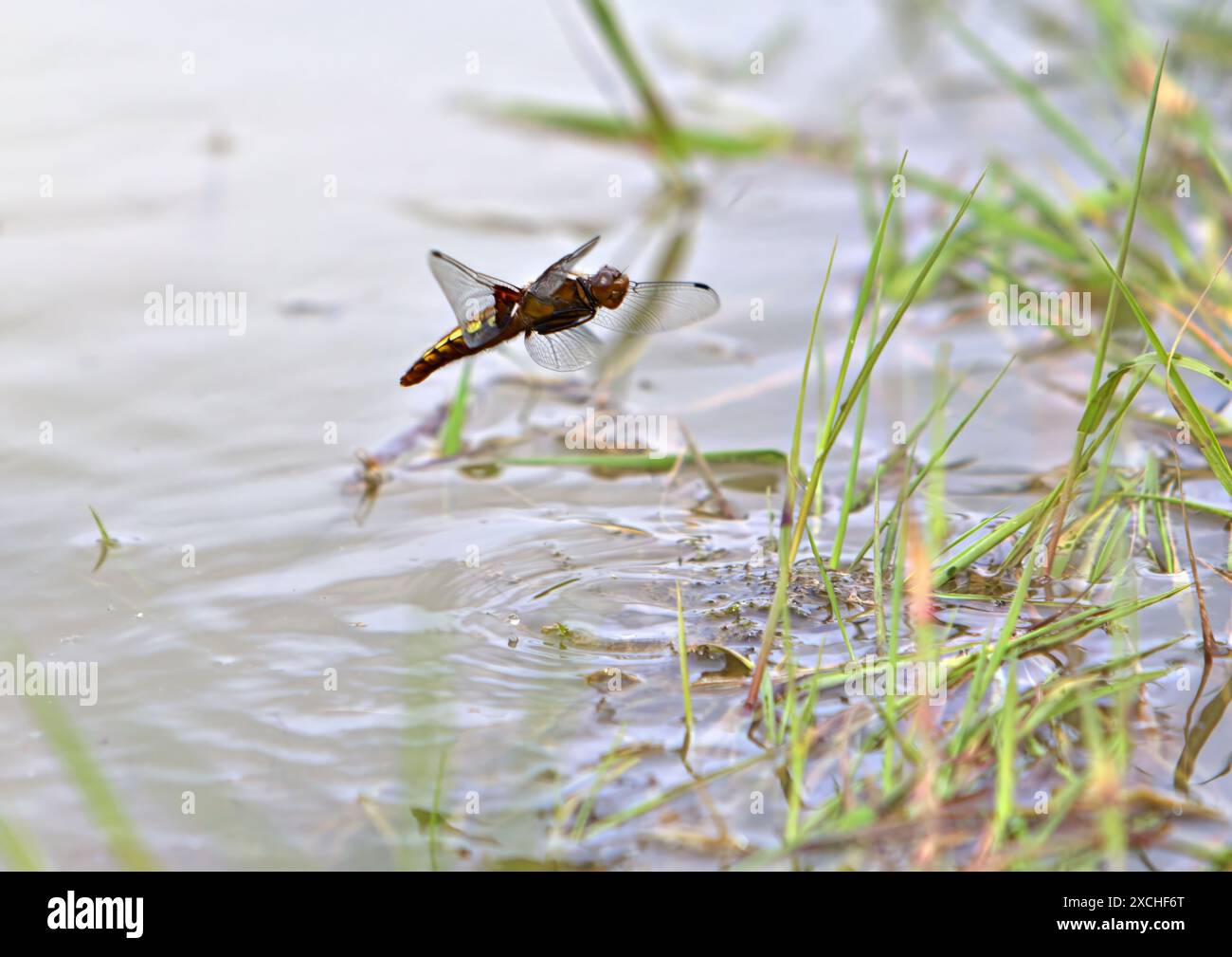 Chaser dragonfly che si libra in volo con deflusso in acqua Foto Stock