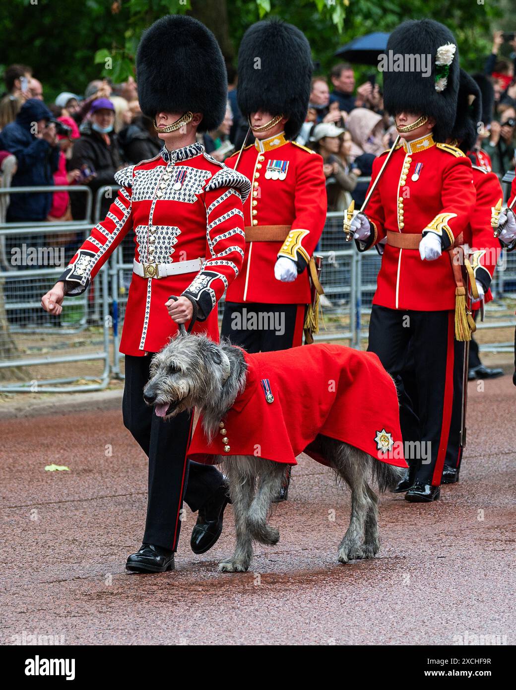 Londra 15 giugno 2024 Trooping the Colour. La mascotte delle guardie irlandesi, Seamus, dirige la sfilata lungo il Mall verso Horseguards Parade Credit: MartinJPalmer/Alamy Live News Foto Stock