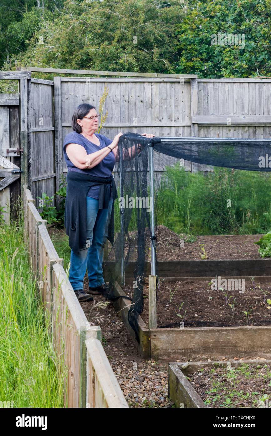 Donna che costruisce una gabbia di rete su letti rialzati di piante di brassica nel suo orto - per tenere fuori i parassiti. Foto Stock