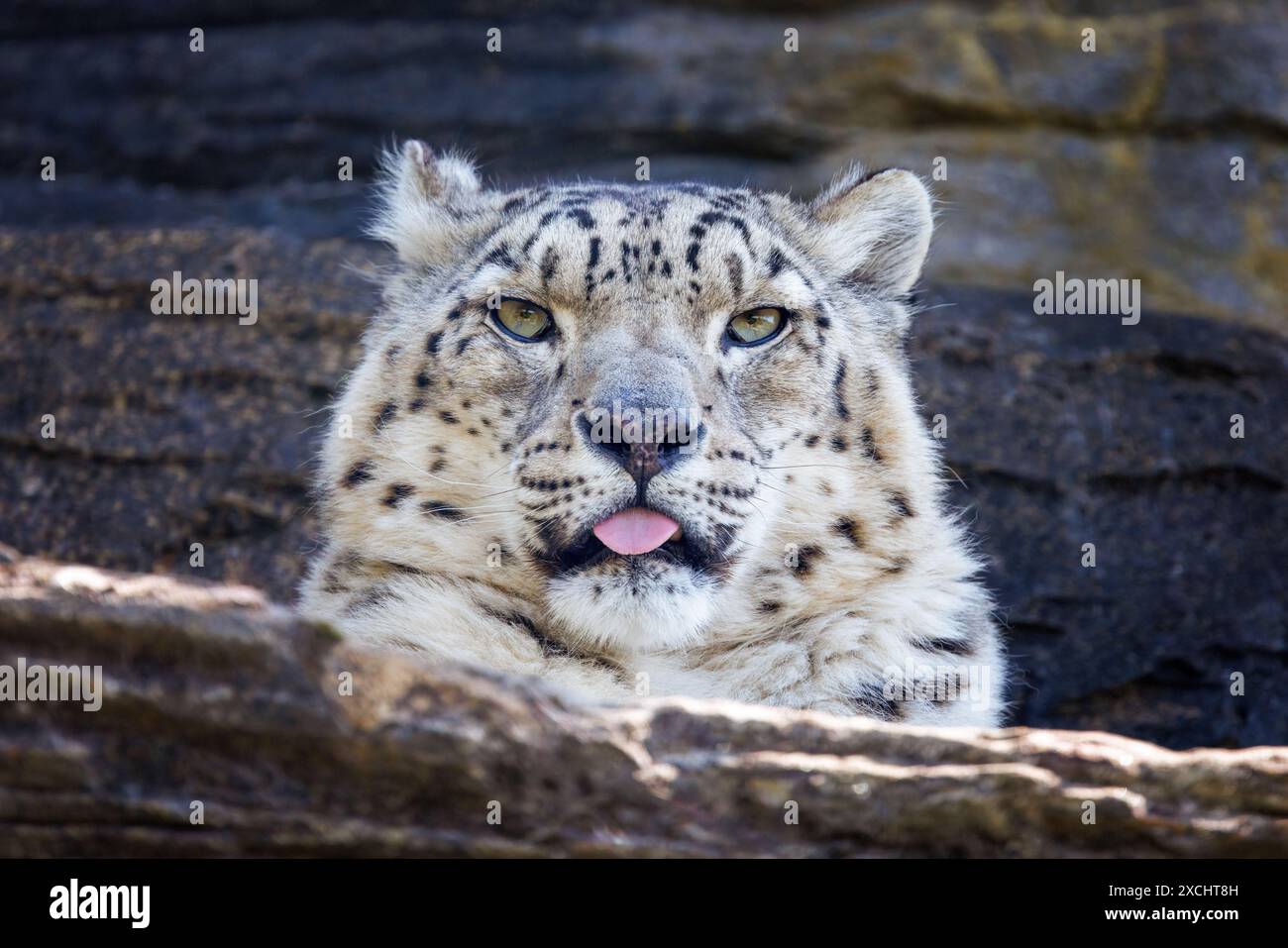 Primo piano di un leopardo delle nevi adulto, Panthera uncia, che guarda da una sporgenza rocciosa. La punta di una lingua rosa può essere vista fuoriuscire. Foto Stock