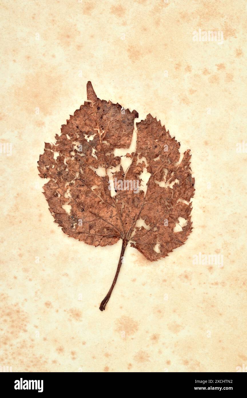 Foglie autunnali marroni secche di piccolo tiglio lievitato con spaccature e buchi adagiati su carta antica Foto Stock