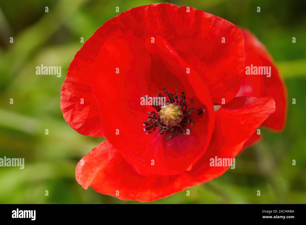 Corn Poppy (Papaver rhoeas) fiore rosso con stigma e stami Foto Stock