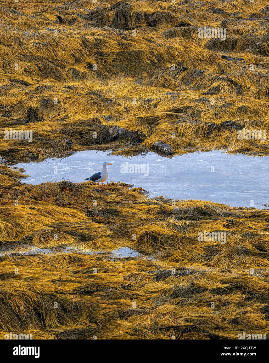 Saline. E il gabbiano Camden, Maine Foto Stock