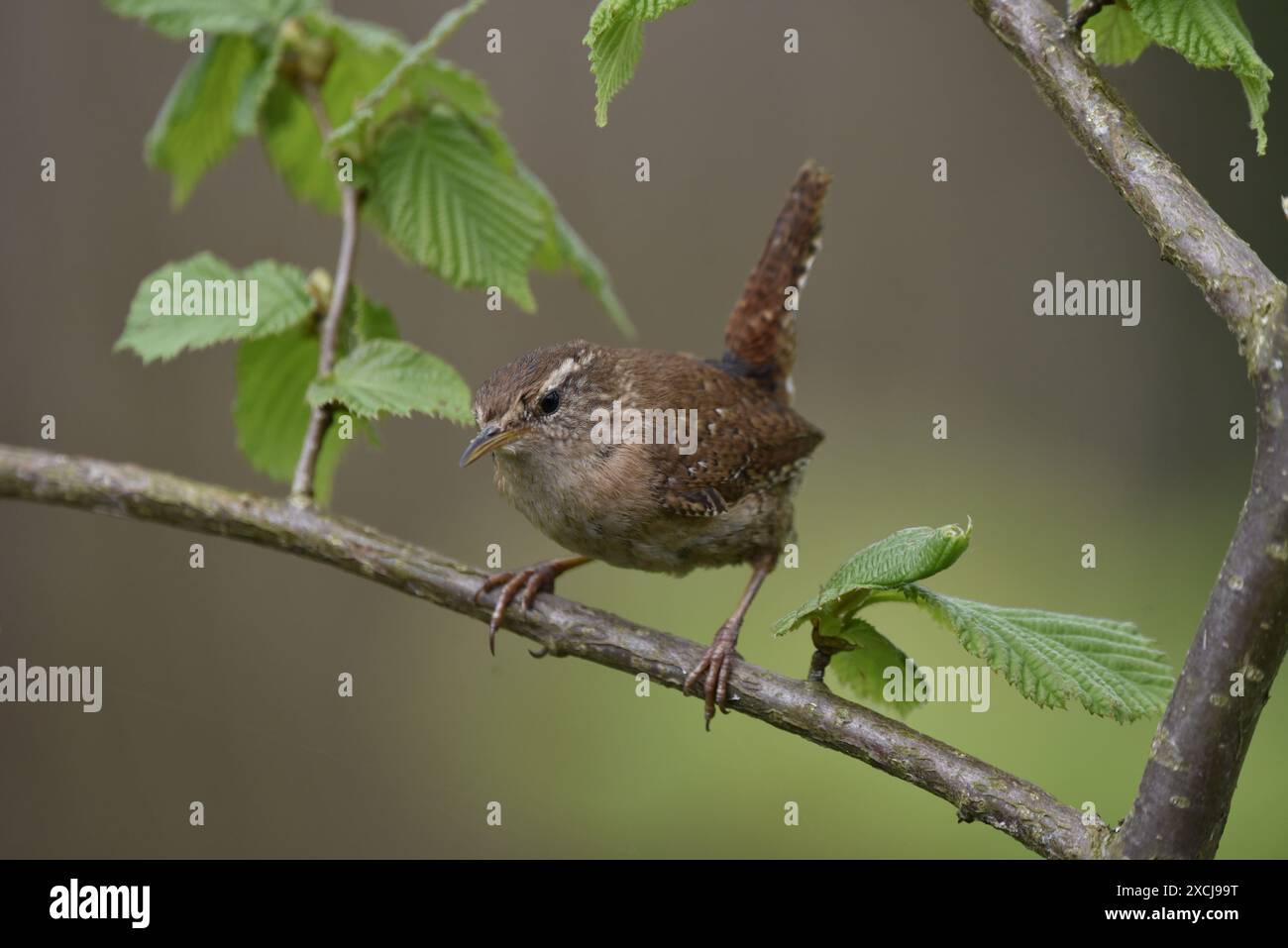 Immagine centrale in primo piano di una Wren invernale (Troglodytes troglodytes) rivolta verso la telecamera con il lato sinistro visibile, appollaiata su un ramo diagonale con coda verso l'alto Foto Stock