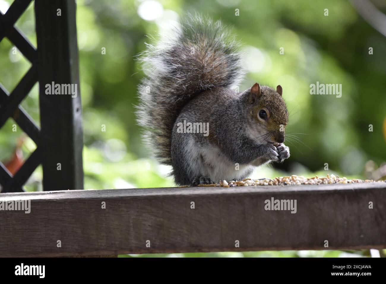 Primo piano di uno scoiattolo grigio orientale (Sciurus carolinensis) Bushy Tail Up, lato destro, con le zampe in bocca che mangiano semi dalla cima di Trellis Foto Stock