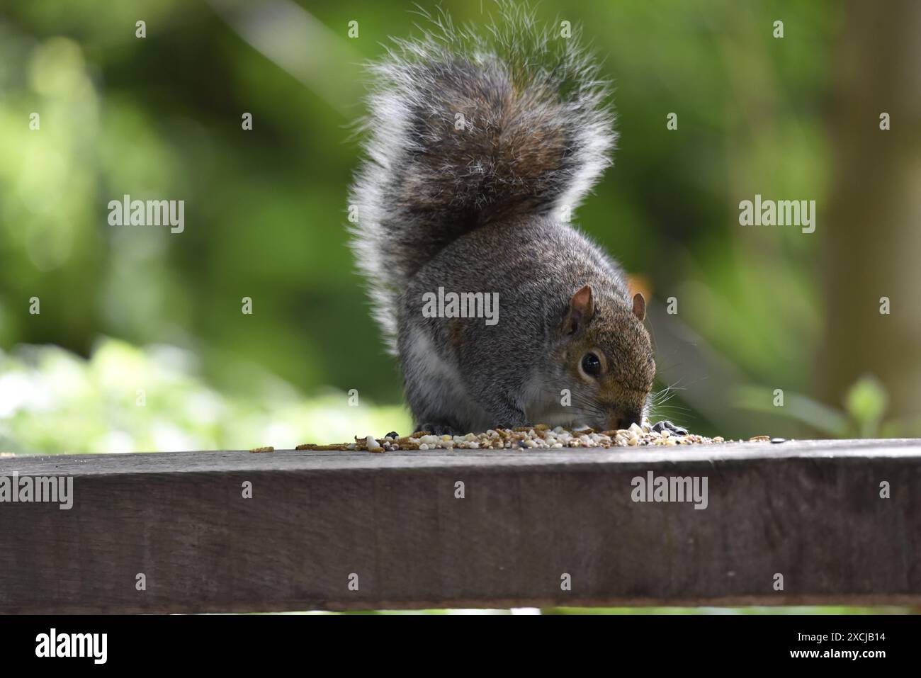 Lo scoiattolo grigio orientale (Sciurus carolinensis) che mangia semi da una parte superiore di recinzione orizzontale, su uno sfondo verde soleggiato, preso in una riserva naturale Foto Stock