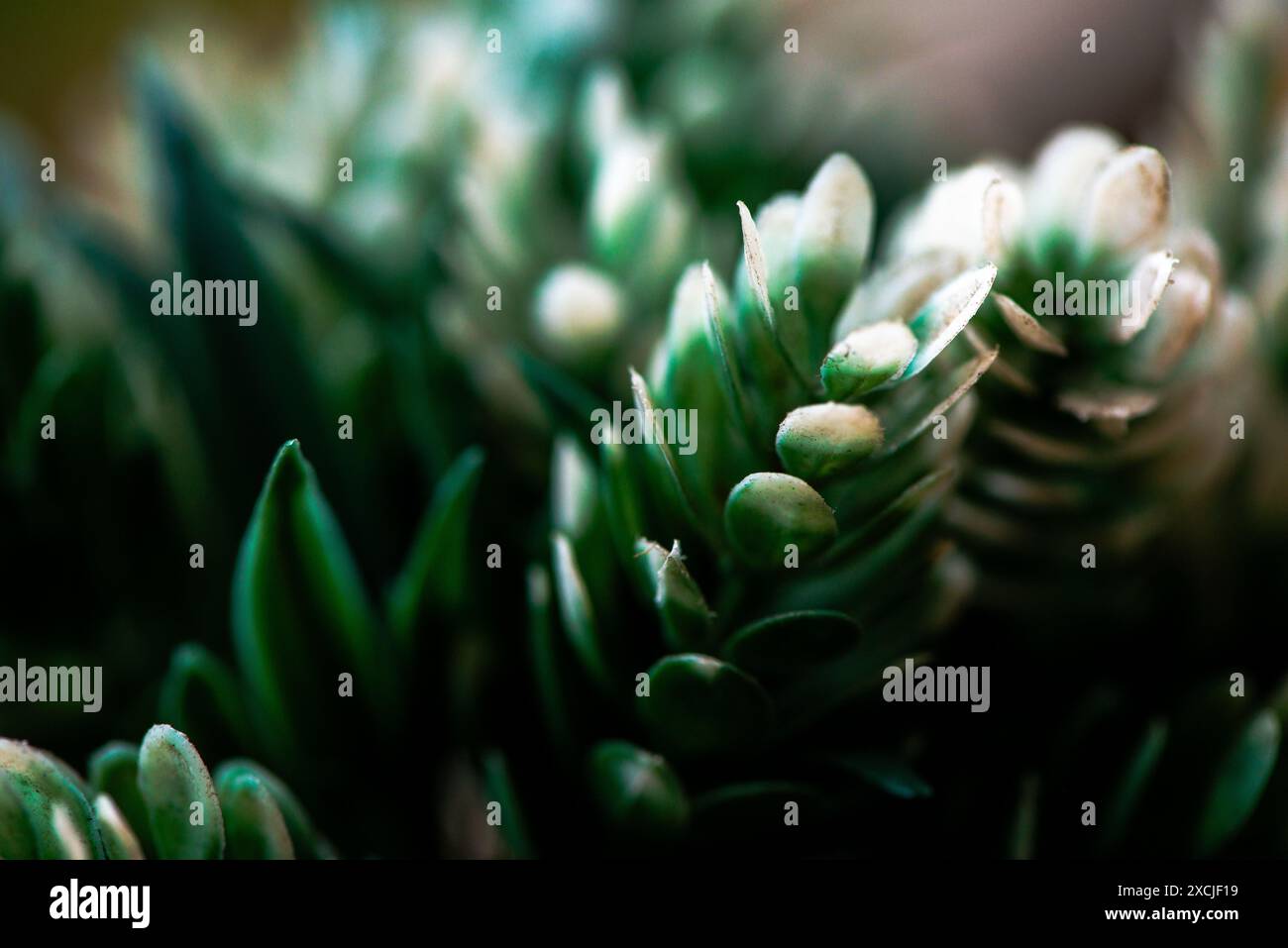 Foto macro di foglie verdi, che mostra i dettagli intricati e le vivaci texture del lussureggiante e verdeggiante fogliame. Foto Stock