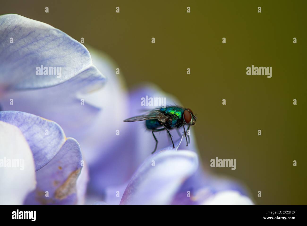 Foto ravvicinata di una mosca verde in piedi su una fioritura di Wisteria sinensis, che cattura i dettagli intricati e i colori vivaci sia dell'insetto che della farina Foto Stock