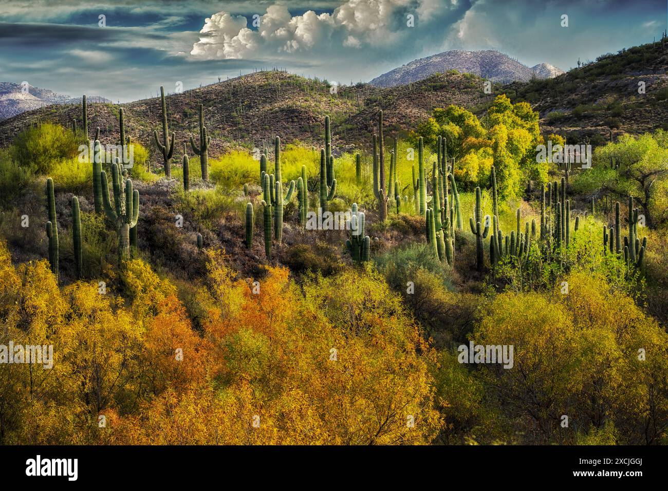 Cactus Suguaro e colore autunnale. Gioiello della Creek Preserve, Arizona Foto Stock