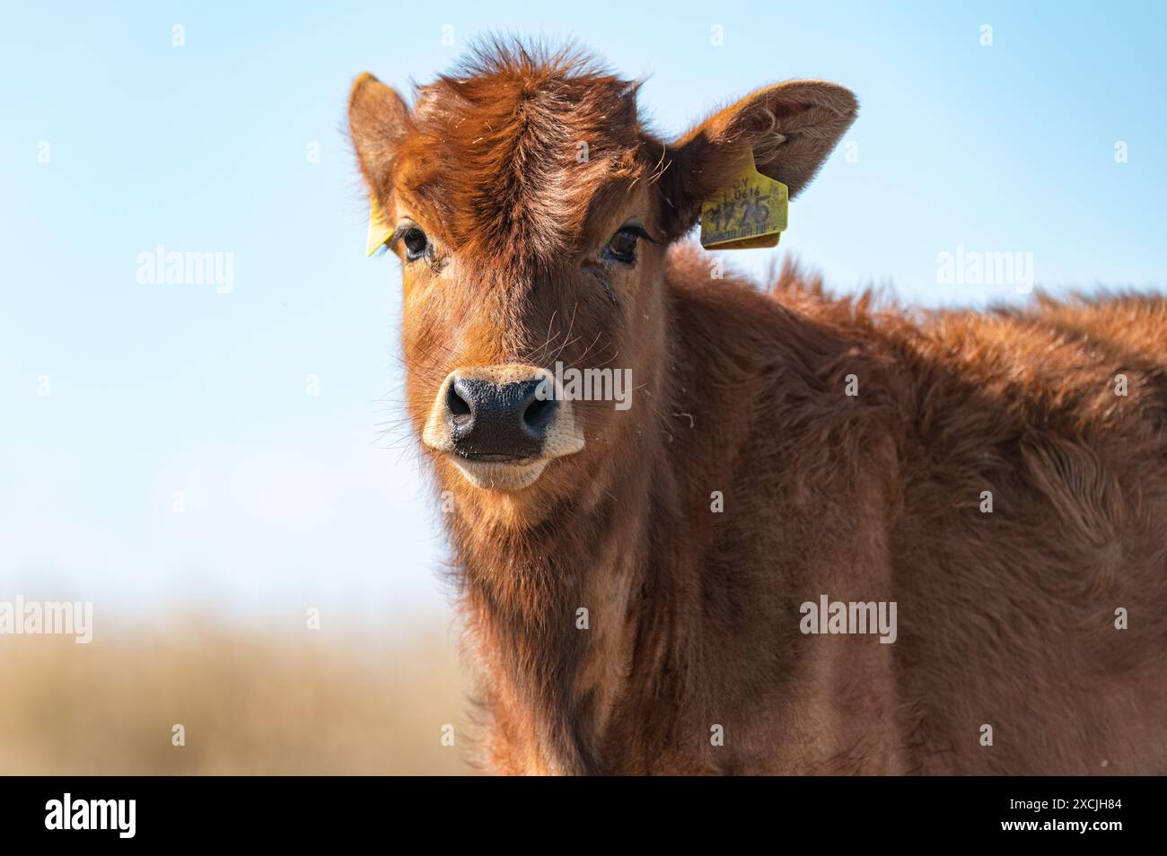 Giovane vitello marrone in piedi in un campo con un'etichetta gialla nell'orecchio che guarda la telecamera della palude di Akrotiri. Distretto di Limassol, Cipro Foto Stock