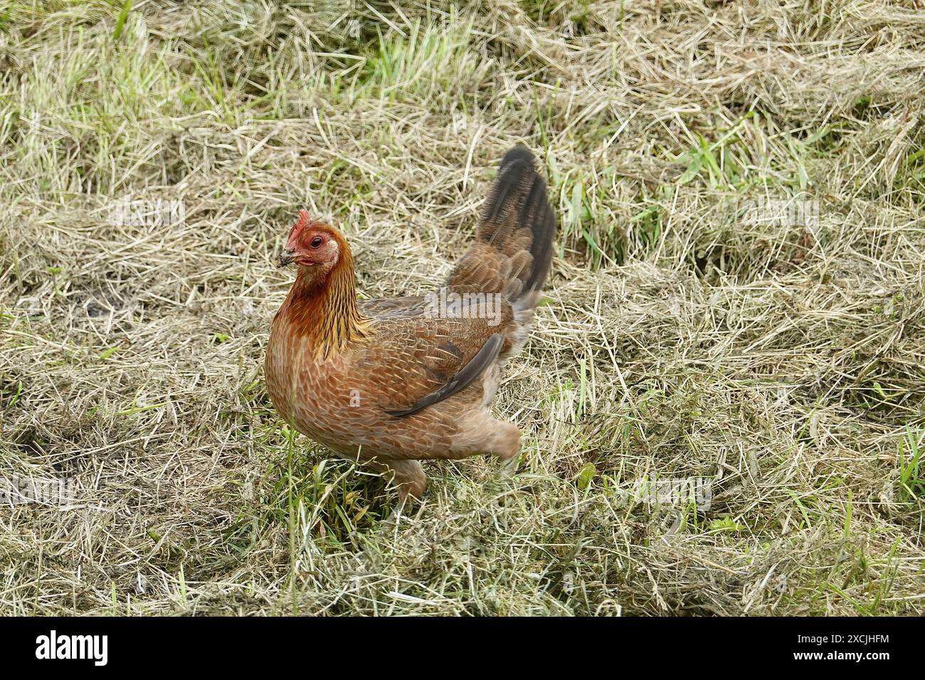 Gallina in cerca di cibo in un campo Foto Stock