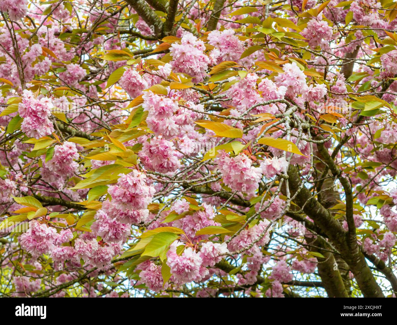 Fioritura rosa sui ciliegi in primavera a Knaresborough, North Yorkshire, Inghilterra, Regno Unito. Foto Stock