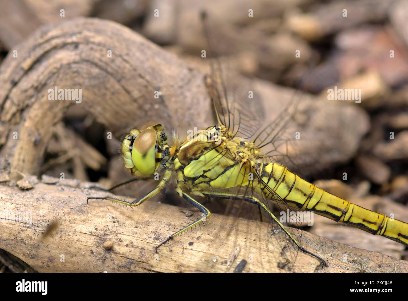 Primo piano di una grande libellula (Aeshna sp.) seduto su un sottosuolo di legno, macro fotografia, insetti, natura, biodiversità Foto Stock