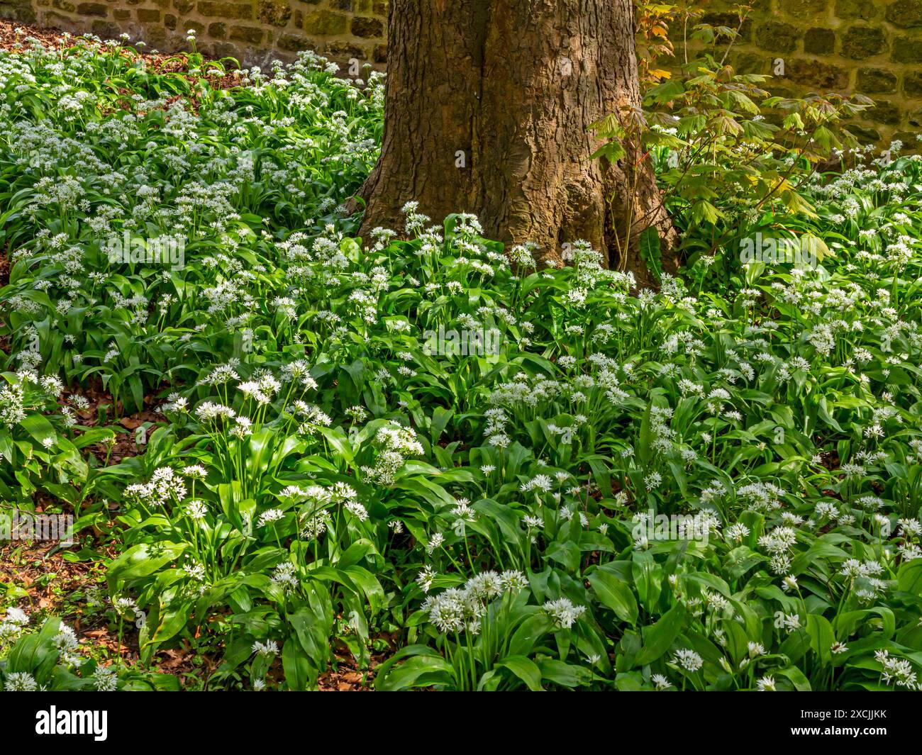 Allium ursinum, o aglio selvatico, ginek selvatico, ramsons, sarramati, l'aglio a foglia larga, l'aglio di legno, il porro dell'orso o l'aglio dell'orso, è un perenne bulboso. Foto Stock