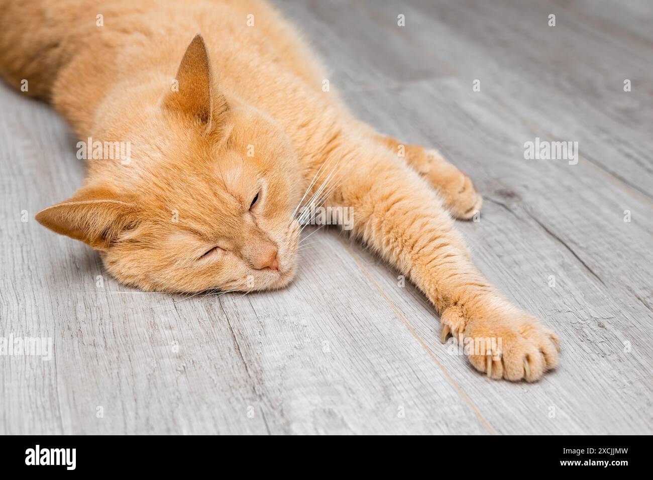 il gatto giace sul pavimento con le zampe allungate. gatto malato steso sul pavimento. il gatto si sente male. Foto Stock