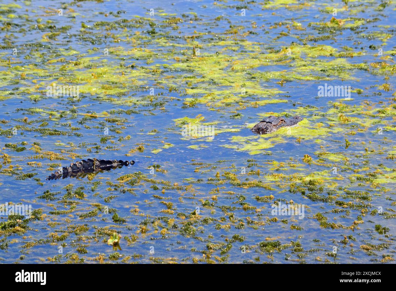 Un alligatore, con la sua coda e la testa visibili tra le acque cariche di alghe, risiede nella riserva naturale di Apopka, Florida. Foto Stock