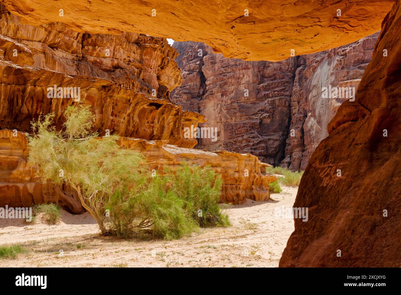 Cespugli e ripidi contrafforti nella valle di Wadi Rum, in Giordania Foto Stock