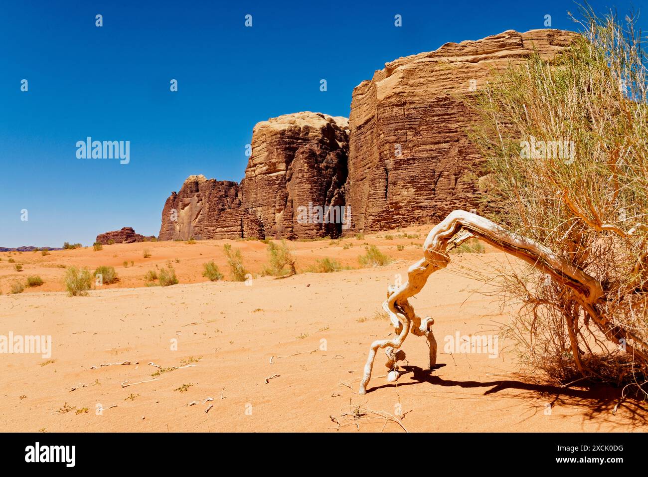 Cespugli e ripidi contrafforti nella valle di Wadi Rum, in Giordania Foto Stock