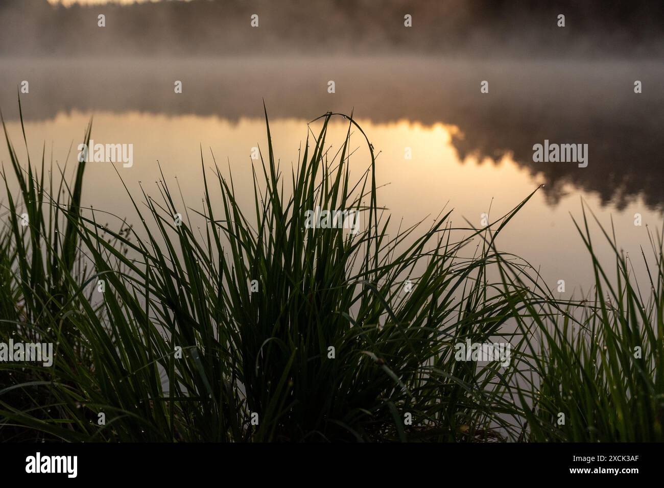 Alba, tramonto sul lago paludoso, nebbia mattutina, riflessi nell'acqua, vegetazione tradizionale del lago paludoso, Lettonia Foto Stock