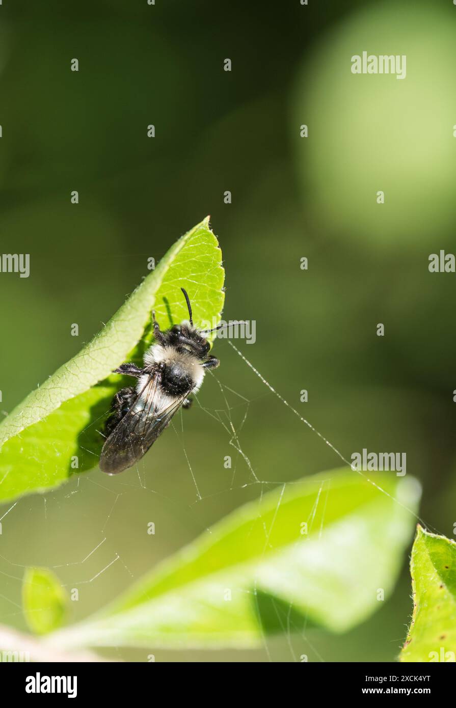Perched Ashy Mining Bee (Andrena cineraria) a Rye Meads, Herts Foto Stock