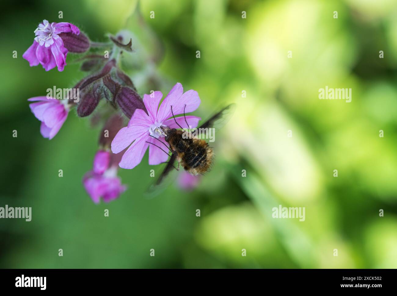 Bee-fly (Bombylius Major) dai bordi scuri che si forgia su Red Campion a Ham Common Woodlands, Surrey Foto Stock