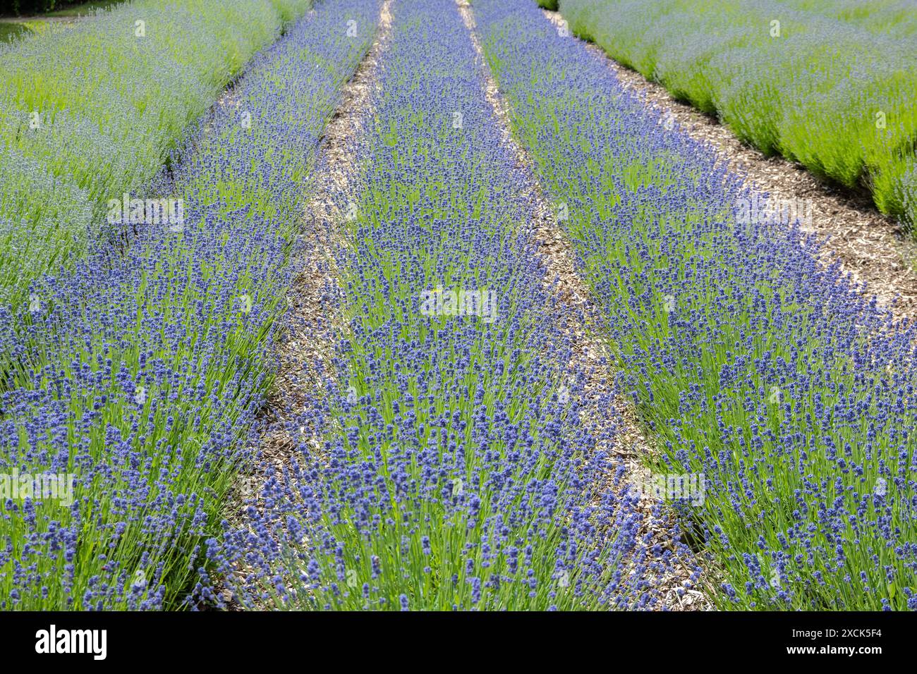 Fotografia di un campo di lavanda viola in fiore nel Norfolk in Inghilterra senza gente Foto Stock