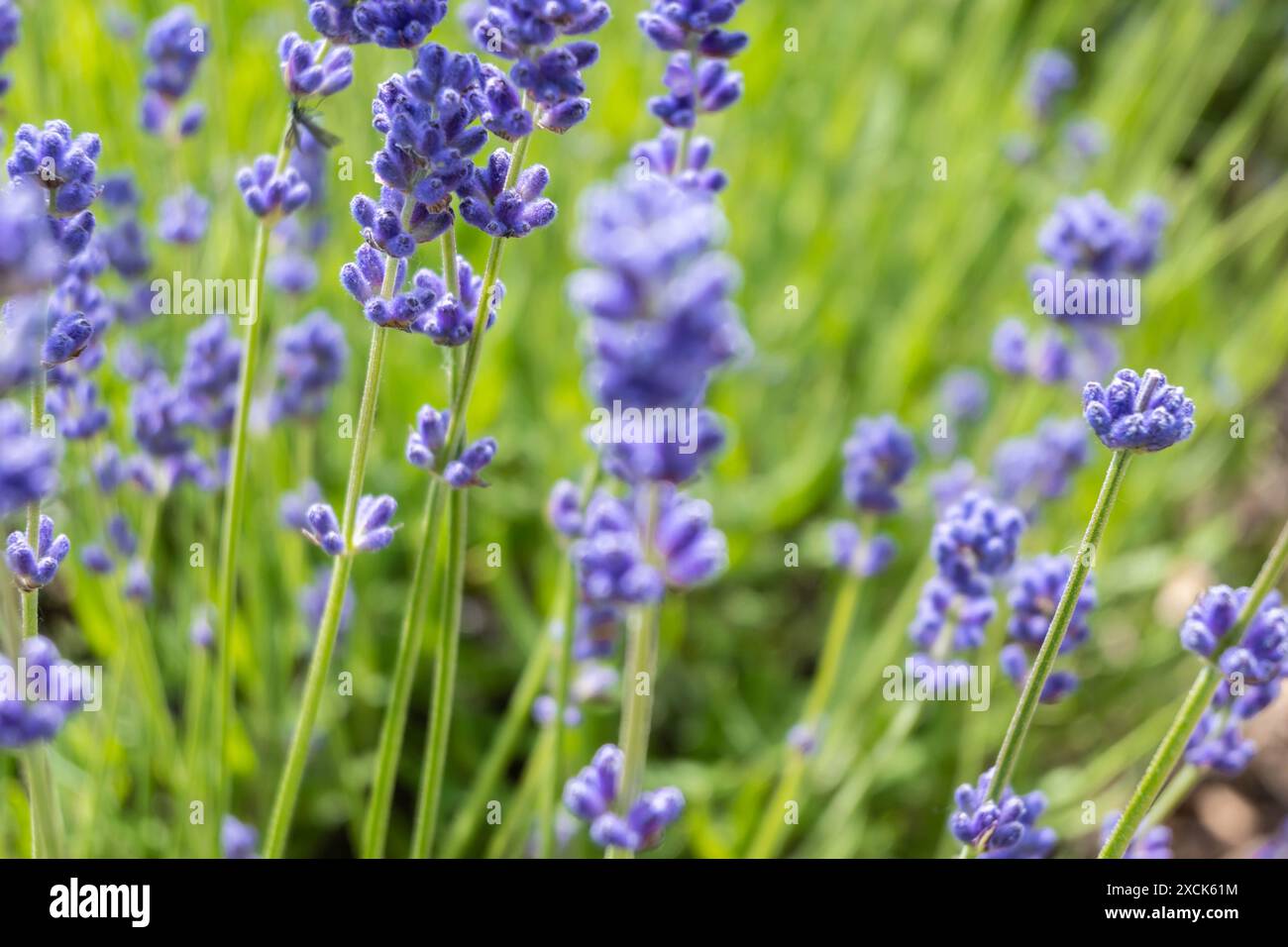Foto ravvicinata di Lavender in un campo a Norfolk in Inghilterra Foto Stock