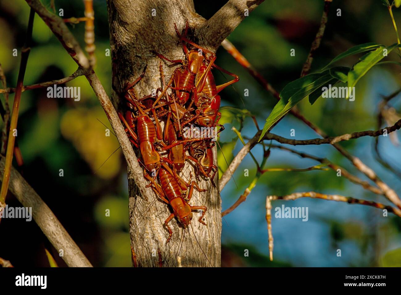 Morman Crickets alla palude Centennial Marsh di Camas Prairie in Idaho Foto Stock