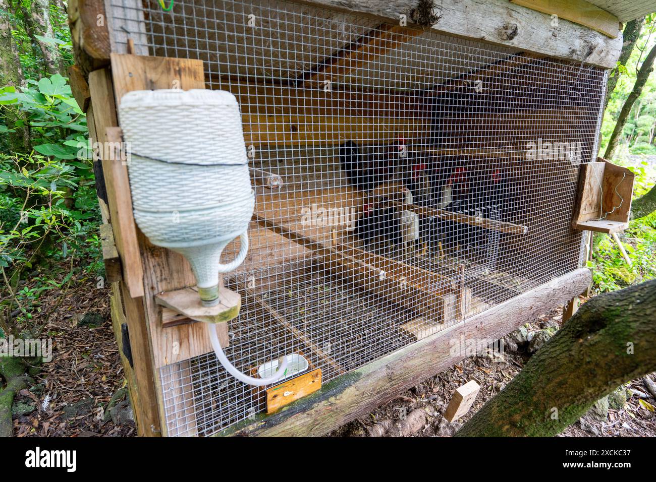 Coop di pollo con bottiglia di vino che funge da sistema di approvvigionamento idrico Foto Stock